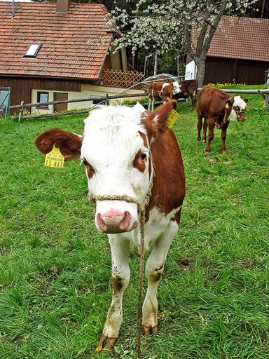 Bauernhof weisser Tennenbronn 06