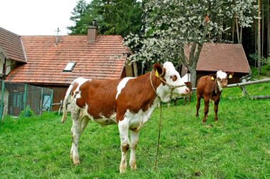 Bauernhof weisser Tennenbronn 09